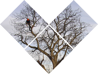 Tree Surgery