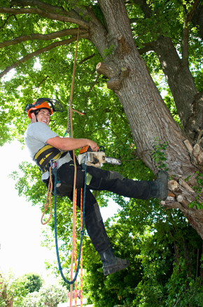 Tree cutting in Alnwick Northumberland