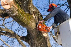 Tree reshaping in Alnwick Northumberland