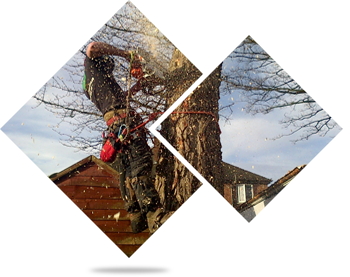 Tree surgery work